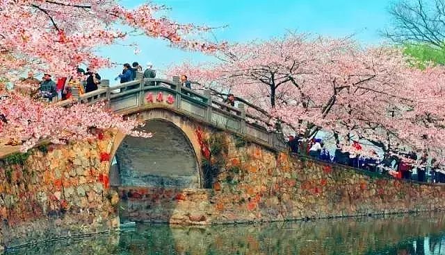 何必远赴日本，中国这8个超浪漫赏樱地，最便宜6元就可出发！ - 19