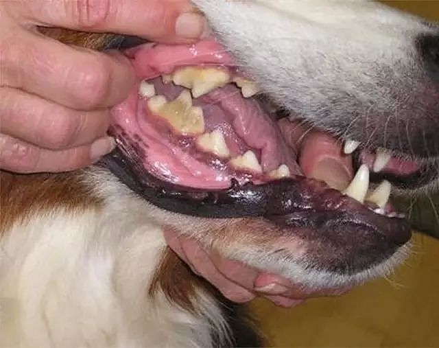 这款兑水喝的洁齿水，不仅可以更好的清洁狗狗牙齿而且还能解决它不爱刷牙的难题！ - 1