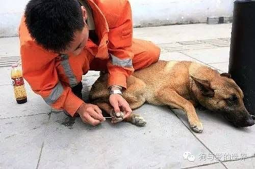 11年过去了，你还记得在汶川地震中救出15人的这只搜救犬么？ - 7