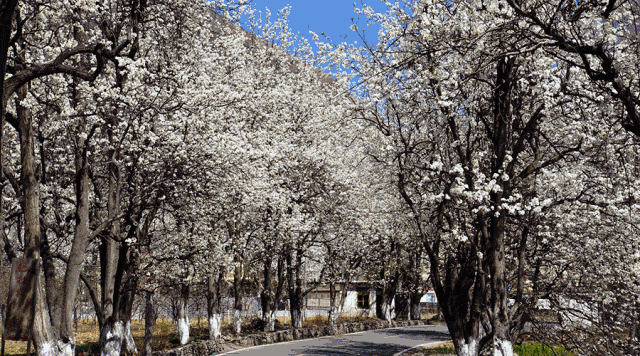 四川有个世界罕见的古梨仙境，一下梨花雪，就惊艳了整个春天！ - 3