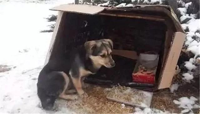 冰天雪地里流浪汉把素不相识的狗狗抱在怀里，帮它取暖 - 1