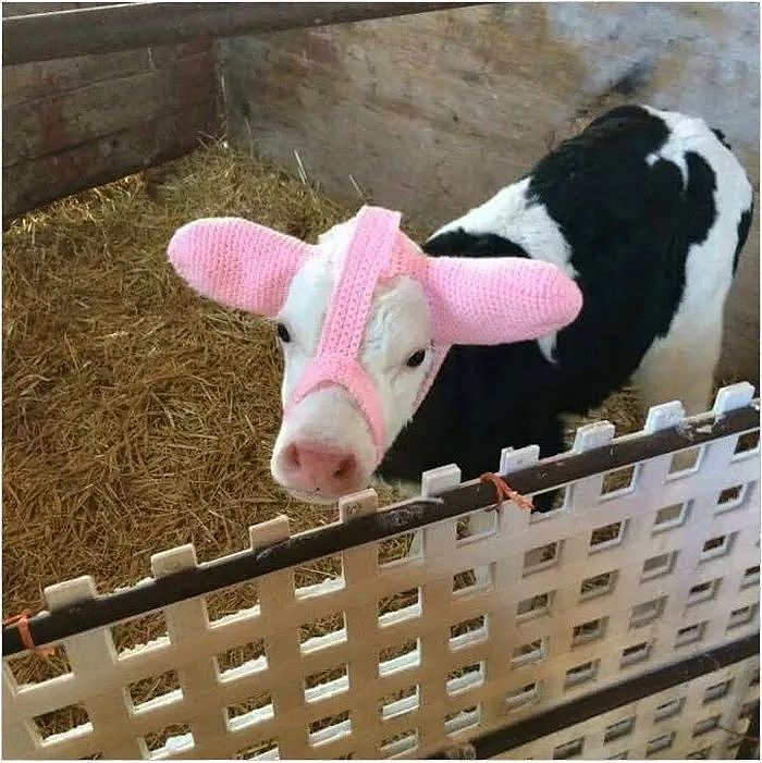 小牛犊独特的保暖措施，是一百分的可爱 - 2