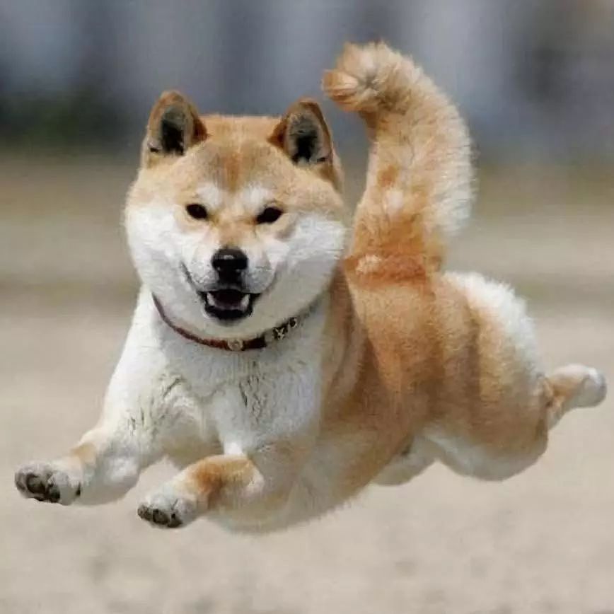 日本一只柴犬盯上了街景车，画风顿时变得超搞笑！ - 11