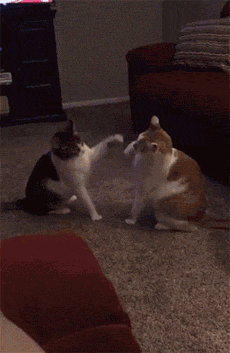 主人录下家里两只猫打架的视频，这打斗的方式也太激烈了吧！ - 2