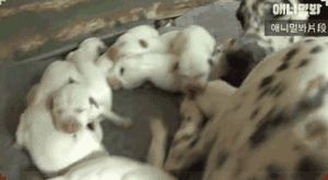 斑点狗生了9只宝宝，一只却离奇失踪，真相竟然是…… - 2