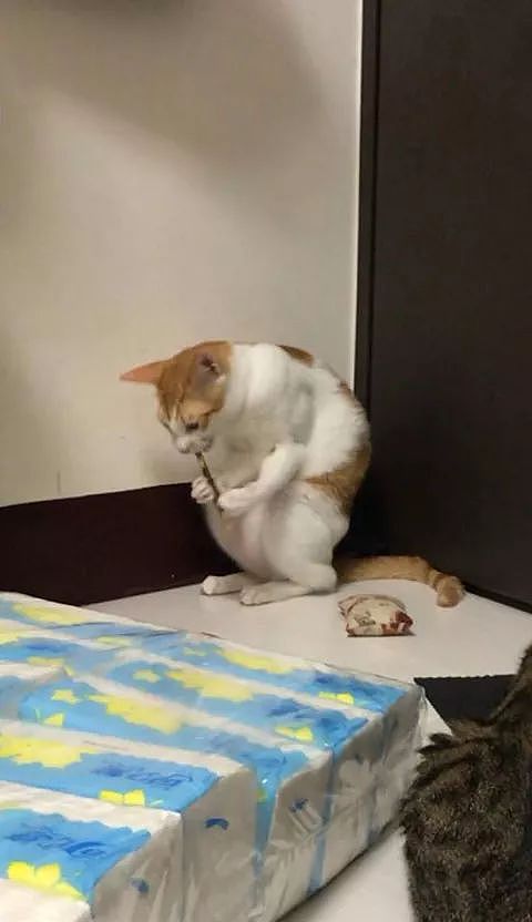 网友捡了只橘白猫，刚开始时萌萌哒，还会搂着大猫睡，长大后... - 4