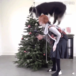 当你还在想怎样安心过圣诞的时候，人家的狗已经在装饰圣诞树了！ - 4