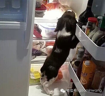 今日热点：把狗狗装进冰箱，总共分几步？ - 5