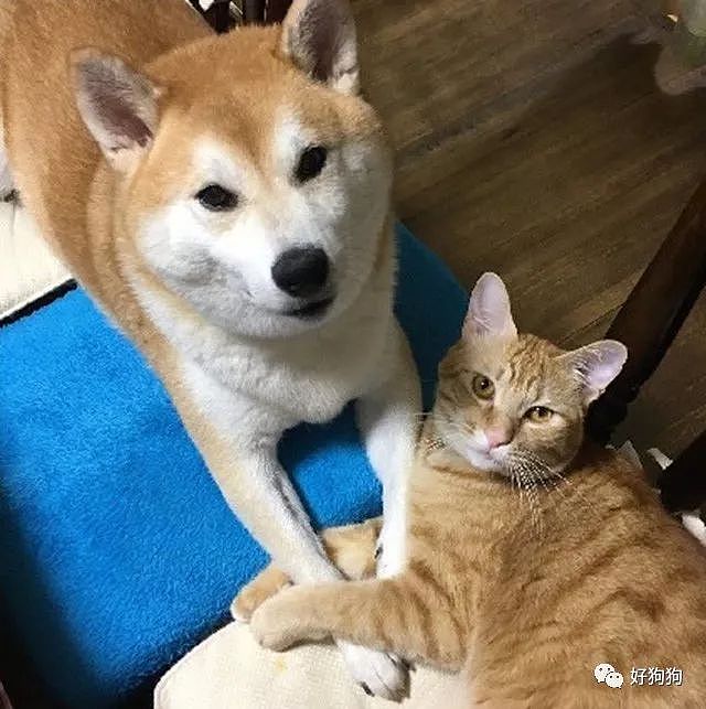 柴犬对猫咪异常宠爱，成功把小橘猫宠成了和它一样大的橘座…… - 1
