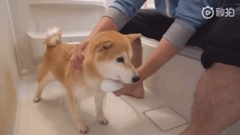 日本铲屎官示范如何轻松洗狗，网友：我还是洗只假狗吧！ - 2