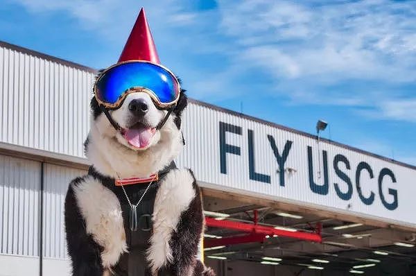 机场英雄犬离世…它一生驱逐8千只鸟，离开前一天仍在跑道工作…… - 3