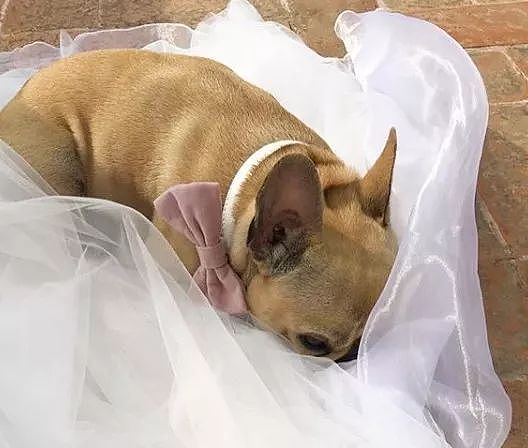 带两只狗参加婚礼，结果睡在新娘的婚纱上流哈喇子！ - 3