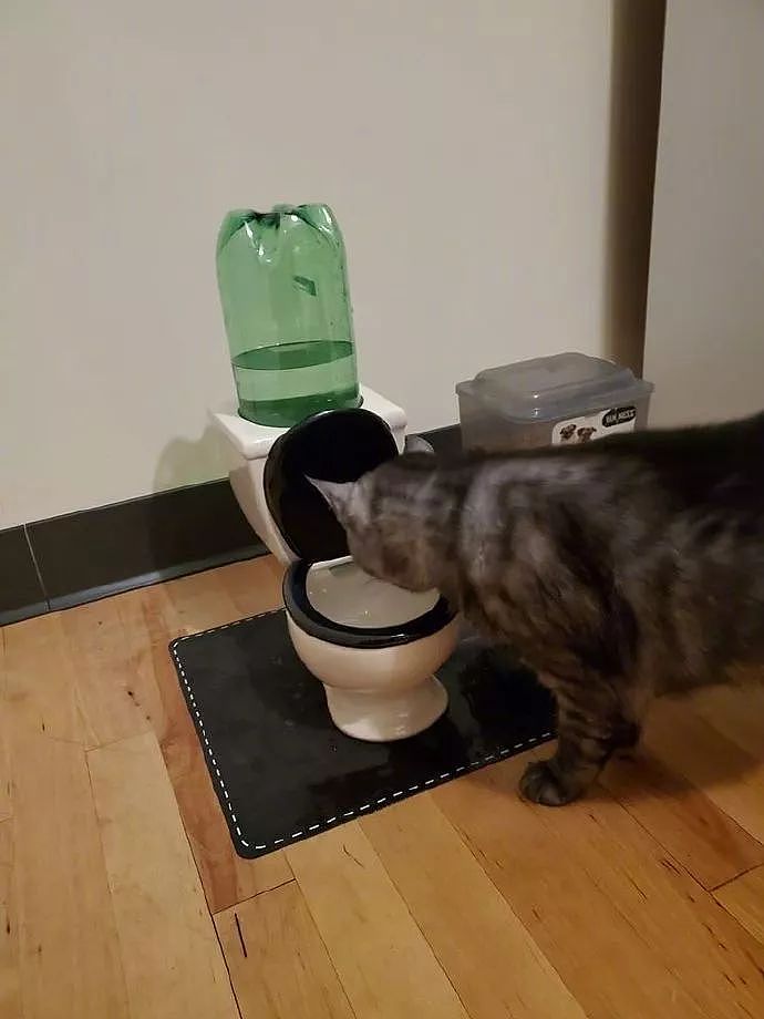 猫喜欢喝马桶水，于是给它买了个迷你马桶饮水器后，猫都懵了！ - 2