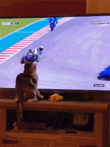 电视机中正播放摩托车赛，猫一伸爪，神奇的是车手就这样摔倒了！ - 2
