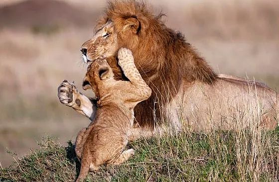摄影师抓拍到一对狮子父子的可爱互动，神还原《狮子王》画面！ - 2