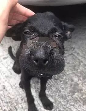 3个月奶狗被人用胶带封住嘴，可获救时仍向人摇尾巴… - 2