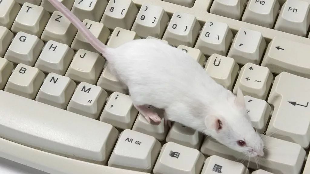 科学家想用老鼠打假换脸视频 Deepfake ，但这事没那么容易 - 2