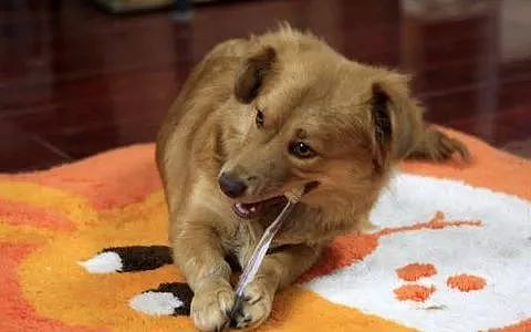 狗狗每天自己刷牙？原来是因为…… - 3