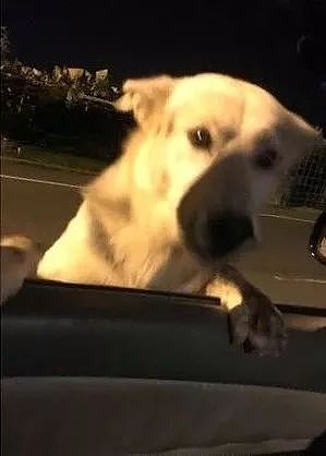 网友三度被“抢劫”，狗狗扒在车窗上：终于等到你啦！ - 5