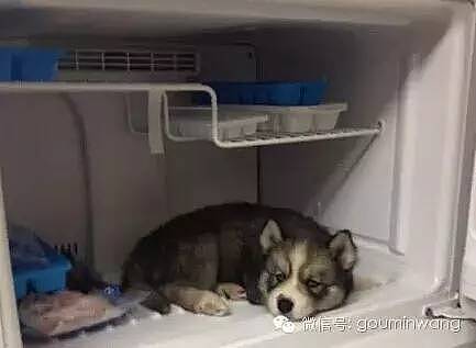 网友：这个夏天，我家狗子的命是冰箱给的.... - 4