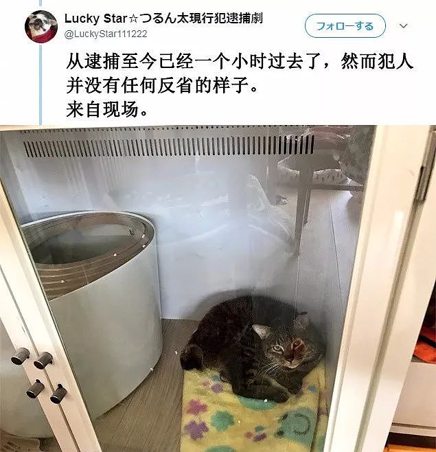 世风日下，现在的猫都这么目无法纪了吗？哈哈... - 5