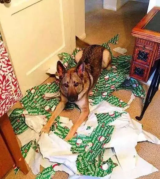 当你还在想怎样安心过圣诞的时候，人家的狗已经在装饰圣诞树了！ - 9