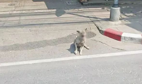 Google街景再现“神操作”，给狗狗脸部打马赛克 - 5