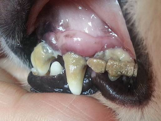 三岁狗狗牙齿就开始脱落，扒开嘴巴的发现更惊人！ - 6