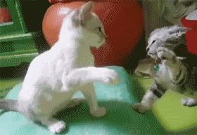 主人用慢镜头录下两小猫打架，当小只的开始反击时，瞬间萌化... - 2