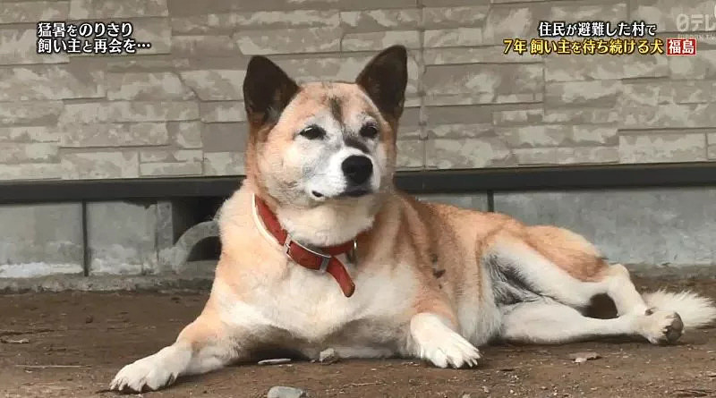 日本福岛大地震后，百只柴犬依旧死守家园… - 6