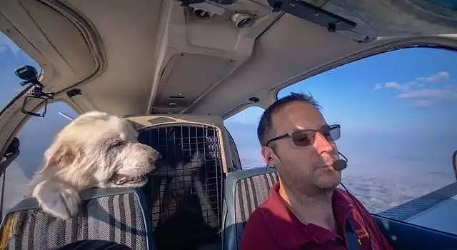 流浪狗第一次坐飞机，开心地从飞机后部挤到了副驾的位置 - 4