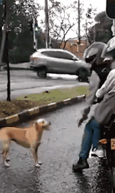 狗狗被抛弃在马路上，它狂追主人的车，却被一掌推开…… - 2