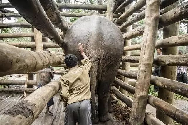 泰国全网禁播！大象旅游业背后的真相…… - 8