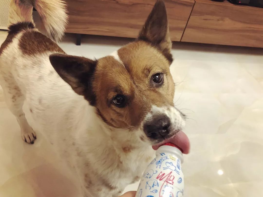 还记得你家狗狗第一次喝到酸奶的样子吗？简直萌翻了！ - 20