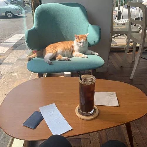 咖啡店老板约谈猫员工，一次严肃的会面，猫居然是这种态度！ - 1
