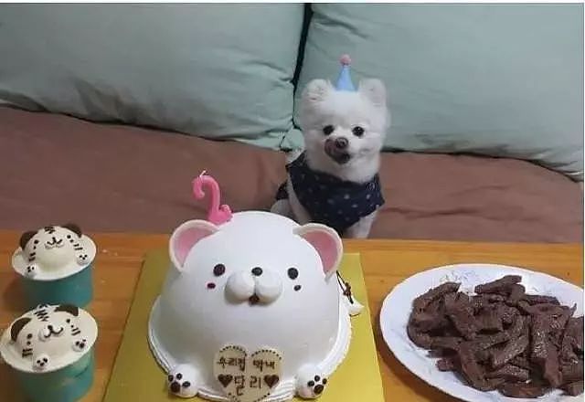 当狗狗收到生日蛋糕，脸上的表情绝了…… - 3
