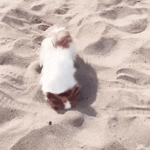 狗子在沙滩花式挖沙，这波操作必须保送蓝翔！ - 2