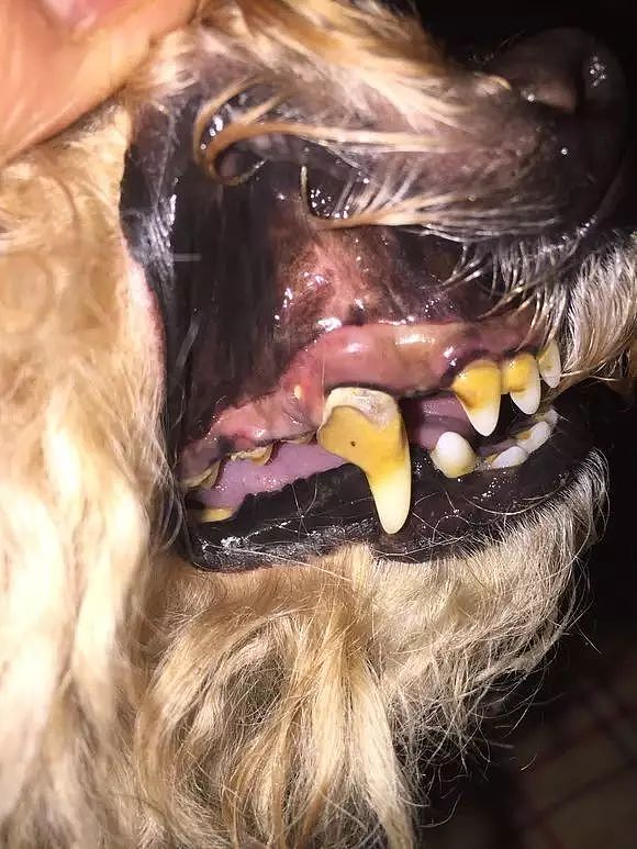 三岁狗狗牙齿就开始脱落，扒开嘴巴的发现更惊人！ - 2