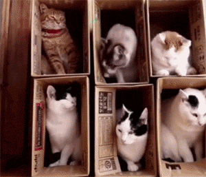 主人给6只猫做了2层纸盒窝，以为它们会乖乖的，结果... - 5
