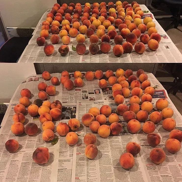 你知道吗，只要摆上几颗桃子就能引来一只喵 - 4
