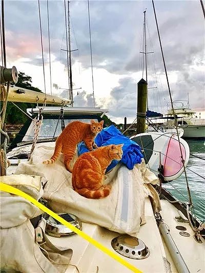 出生不久的小浪猫，遇到水手大哥后，不仅学会海上生存技能，还... - 17