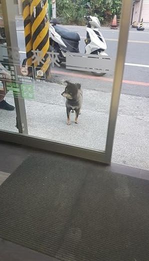 狗狗在超市门口乞讨被喂成猪，主人无奈挂牌：减肥中，请不要喂我！ - 4