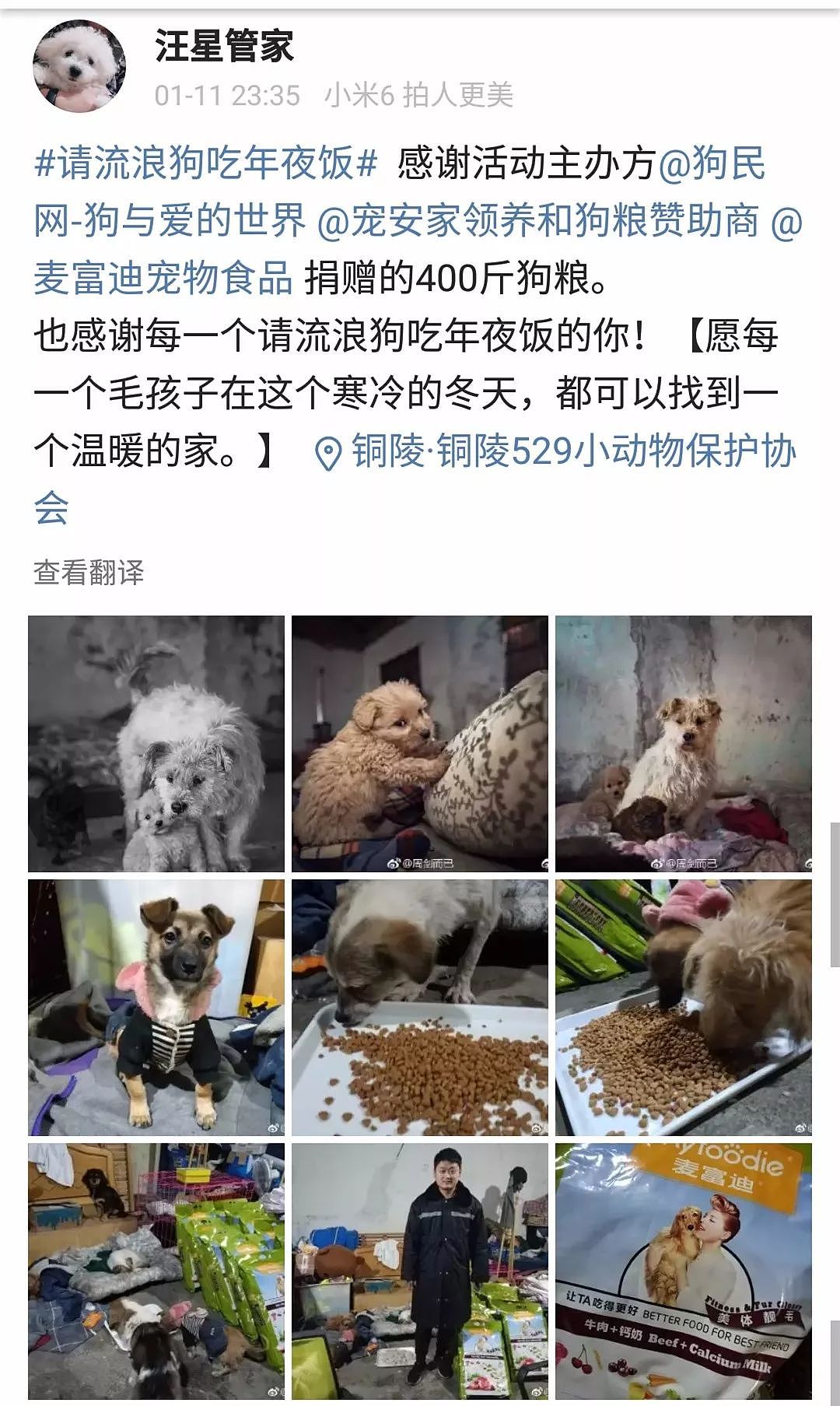 愤怒！韩国动保组织竟一边救狗一边将它们安乐死！ - 13