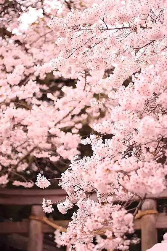 何必远赴日本，中国这8个超浪漫赏樱地，最便宜6元就可出发！ - 39
