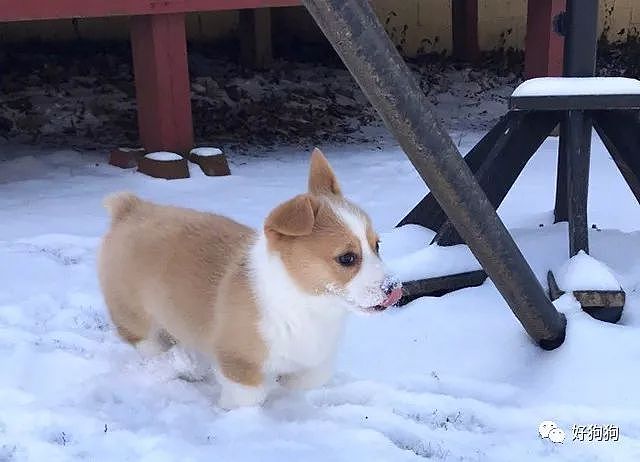 小柯基第一次见到雪，兴奋地还要尝一尝味道…… - 8