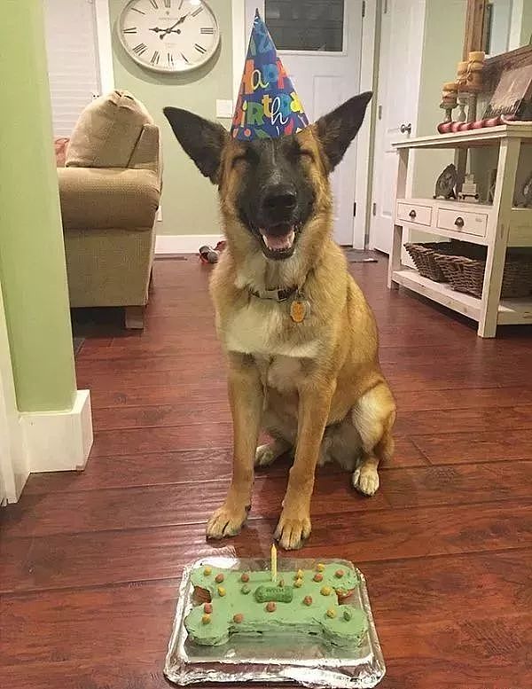 当狗狗收到生日蛋糕，脸上的表情绝了…… - 12