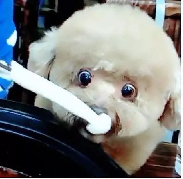 网友带带狗狗去陪自己吃火锅，能看不能吃的它委屈哭了…… - 12