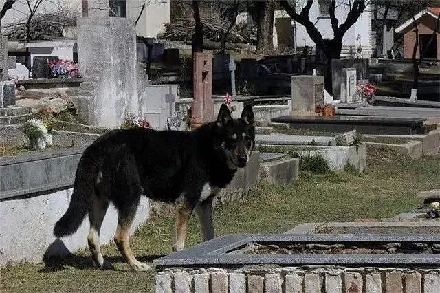 主人去世了，可他的狗还在等他回来！ - 18