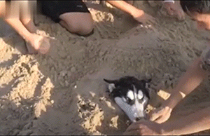主人把狗狗骗去海滩，然后一言不合就埋了…… - 8