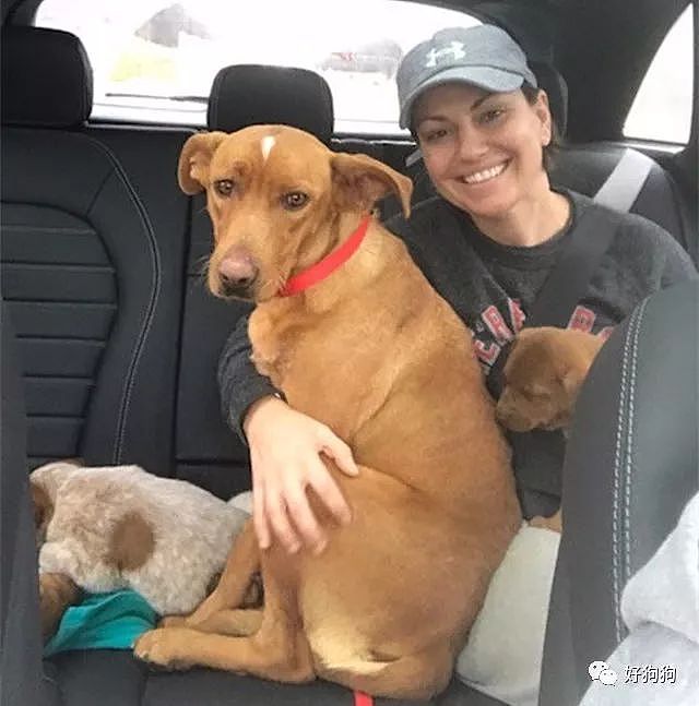 4只狗狗被抛弃在高速公路旁，还好幸运地遇到了这对夫妇！ - 4